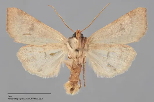 Agrochola purpurea