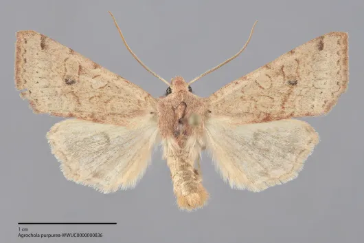 Agrochola purpurea