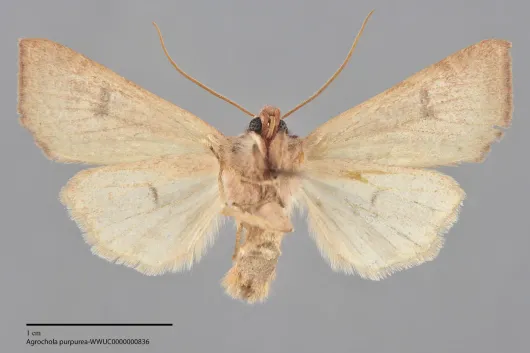 Agrochola purpurea