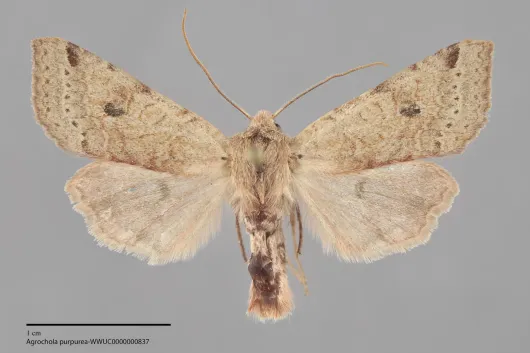 Agrochola purpurea
