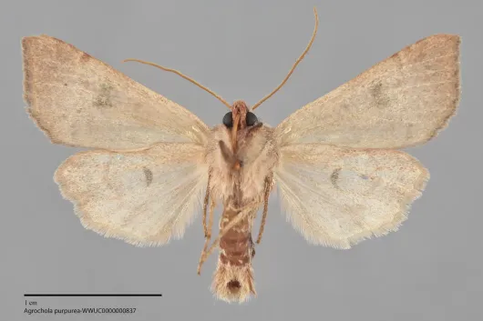 Agrochola purpurea