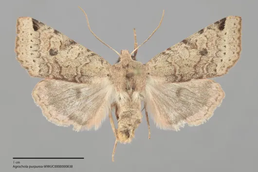 Agrochola purpurea