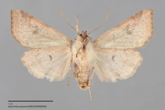 Agrochola purpurea