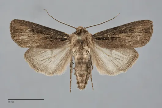 Agrotis antica