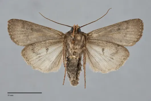 Agrotis antica