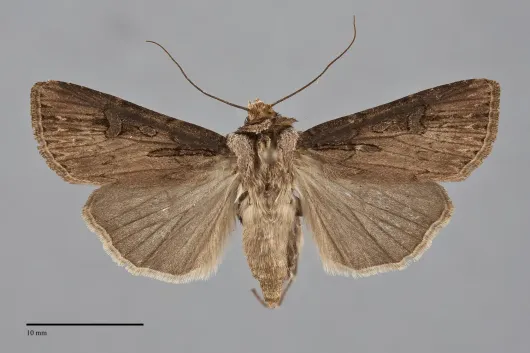 Agrotis antica