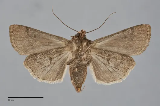 Agrotis antica