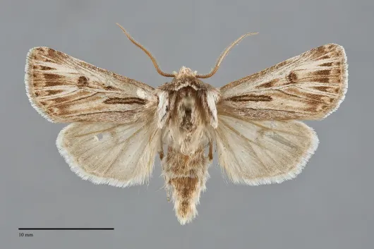 Agrotis daedalus