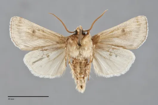 Agrotis daedalus