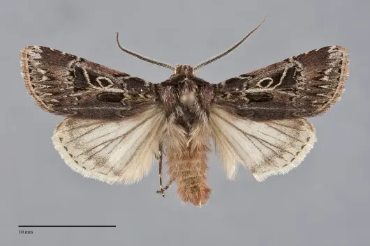 Agrotis gravis