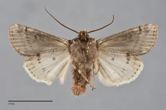 Agrotis gravis