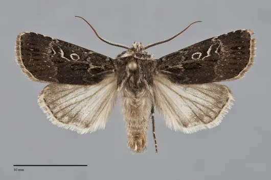 Agrotis gravis