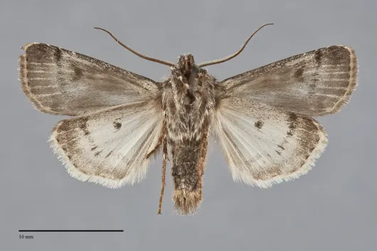 Agrotis gravis