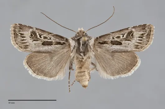 Agrotis gravis