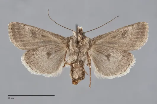 Agrotis gravis