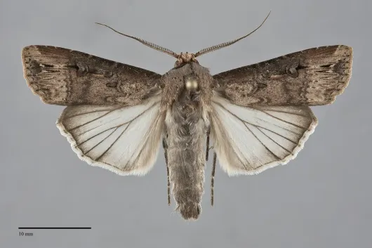 Agrotis ipsilon