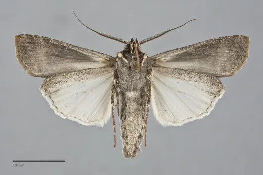 Agrotis ipsilon
