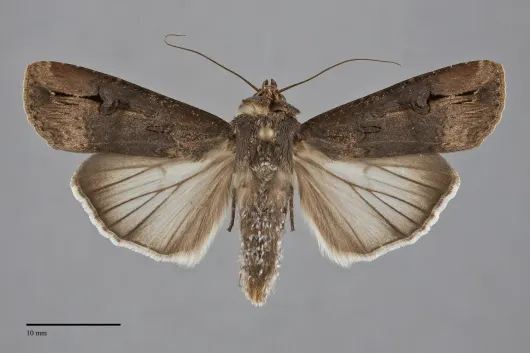 Agrotis ipsilon