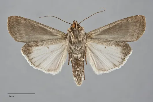 Agrotis ipsilon