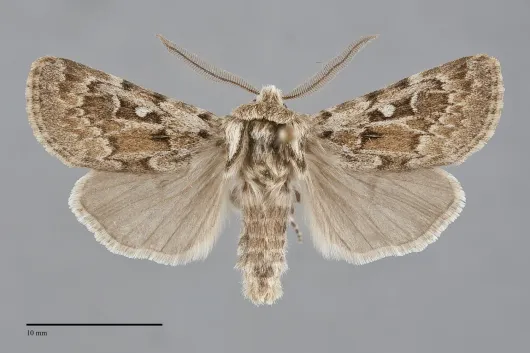 Agrotis longicornis