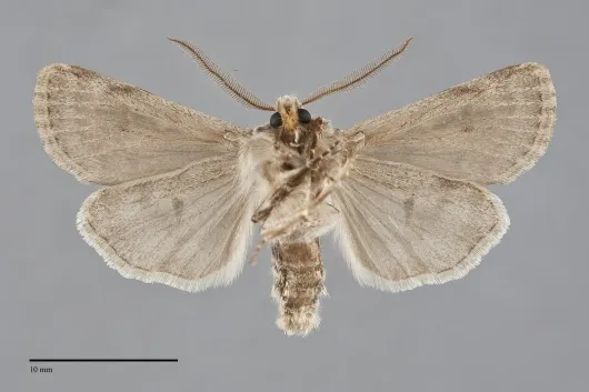 Agrotis longicornis