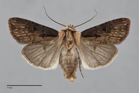 Agrotis obliqua