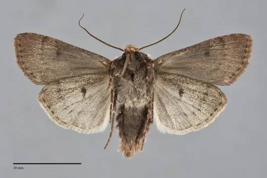 Agrotis obliqua