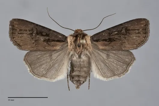 Agrotis obliqua