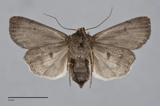 Agrotis obliqua