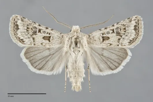 Agrotis orthogonia