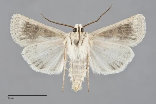 Agrotis orthogonia