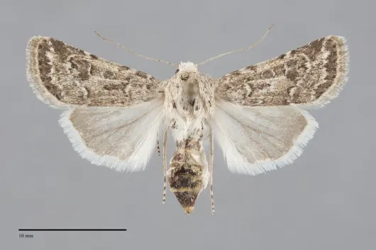 Agrotis orthogonia