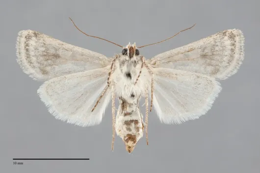 Agrotis orthogonia