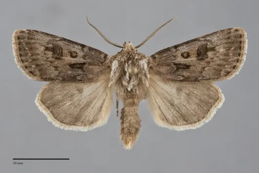 Agrotis ruta