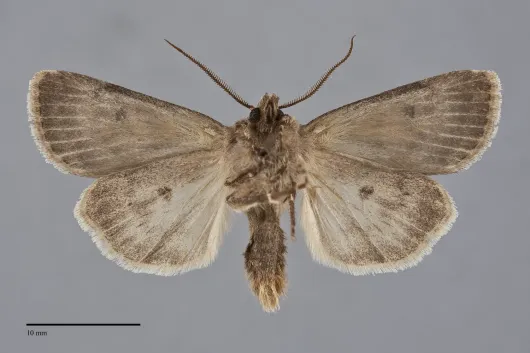 Agrotis ruta