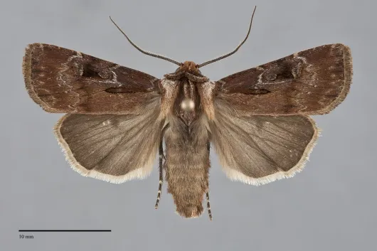 Agrotis vancouverensis