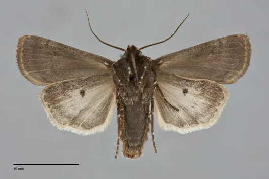 Agrotis vancouverensis