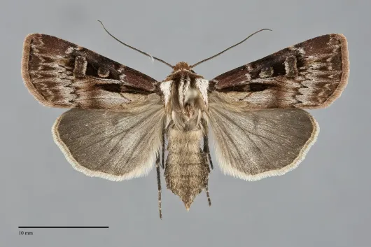 Agrotis vancouverensis