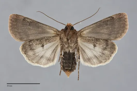 Agrotis vancouverensis
