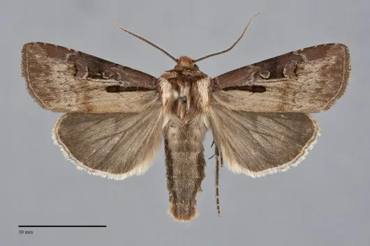 Agrotis vancouverensis