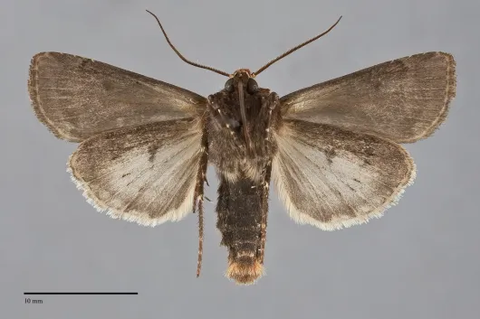Agrotis vancouverensis