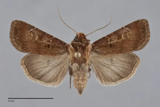 Agrotis vancouverensis