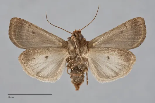 Agrotis vancouverensis