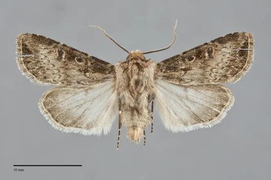 Agrotis vancouverensis