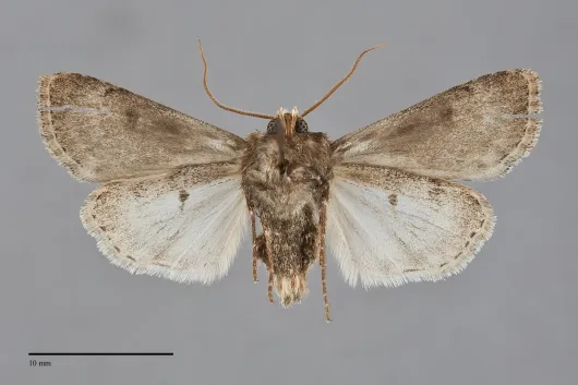 Agrotis vancouverensis