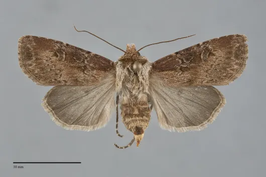 Agrotis vancouverensis