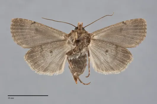 Agrotis vancouverensis