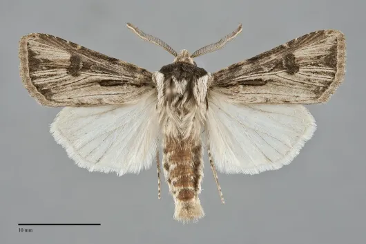 Agrotis venerabilis