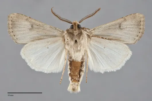 Agrotis venerabilis