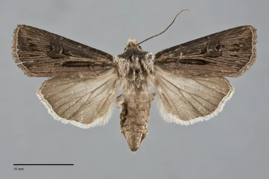 Agrotis venerabilis